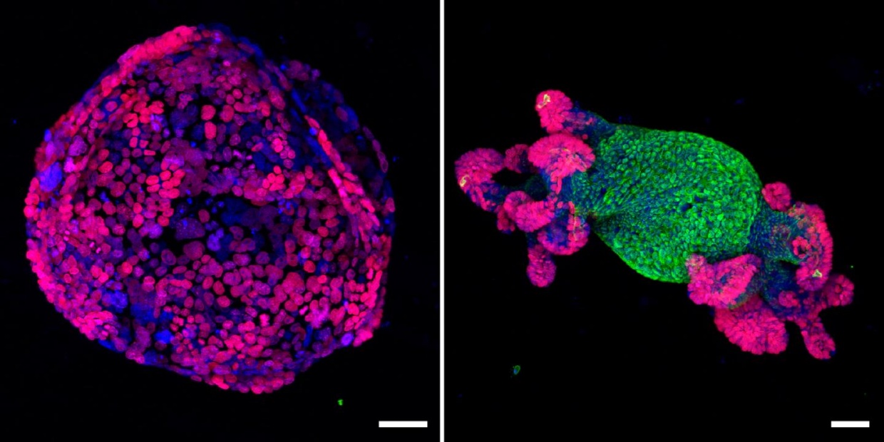 Images of intestinal organoid cultures
