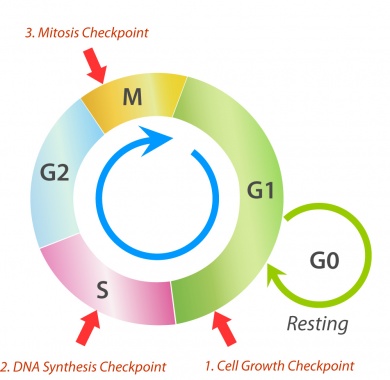 Graphic of the cell cycle