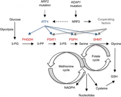 Graphic of NRF2 role in serine-glycine biosynthesis