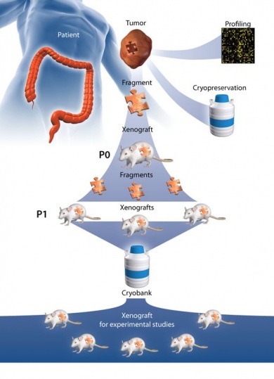 Patient-Derived Tumor Xenograft (PDTX) | Sandra And Edward Meyer Cancer ...