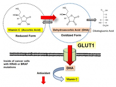 Vitamin C and DHA conversion and transport in KRAS and BRAF mutated cells