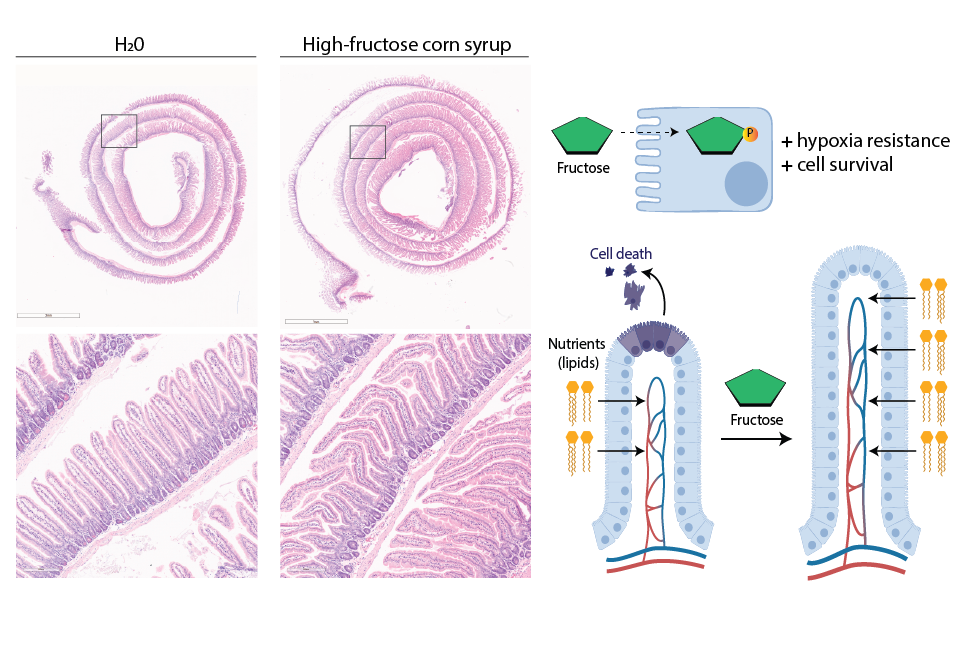 stained intestinal cells seen under a microscopy and diagram of villi