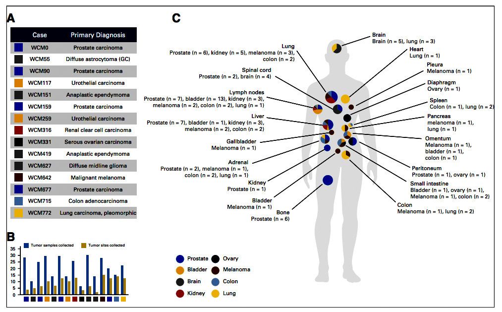 Rapid autopsies of Weill Cornell Medicine (WCM) study cohort. 