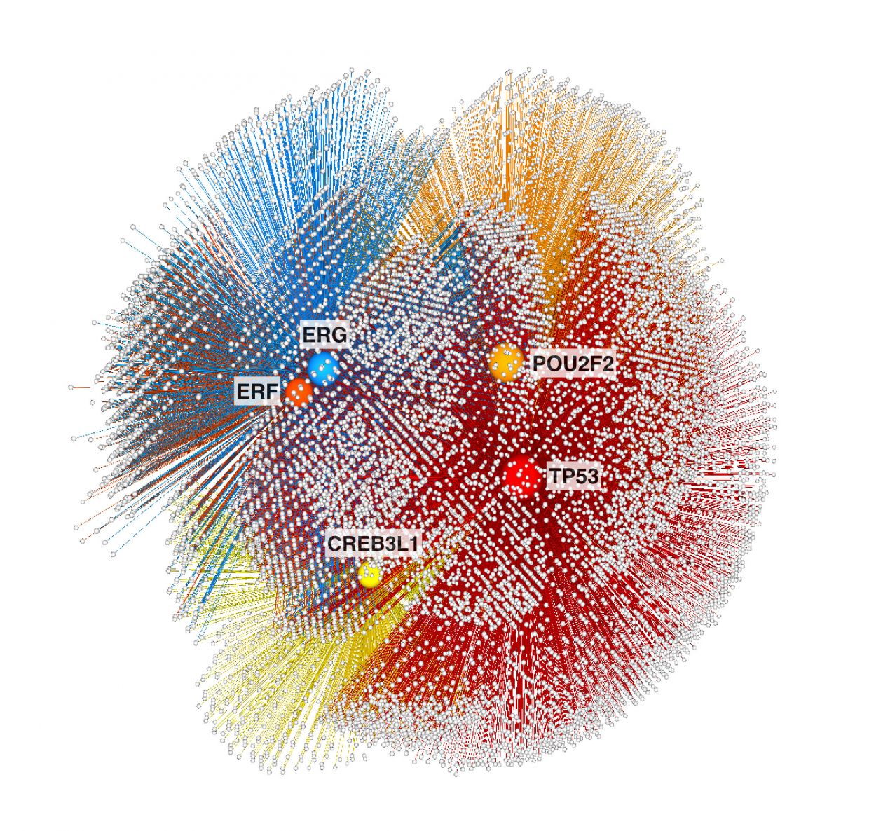 Part of the network created by Khurana's team showing the known and predicted prostate cancer regulatory drivers (transcription factors) and their target genes. ERG and ERF target a similar set of genes and are close to each other in the network. 