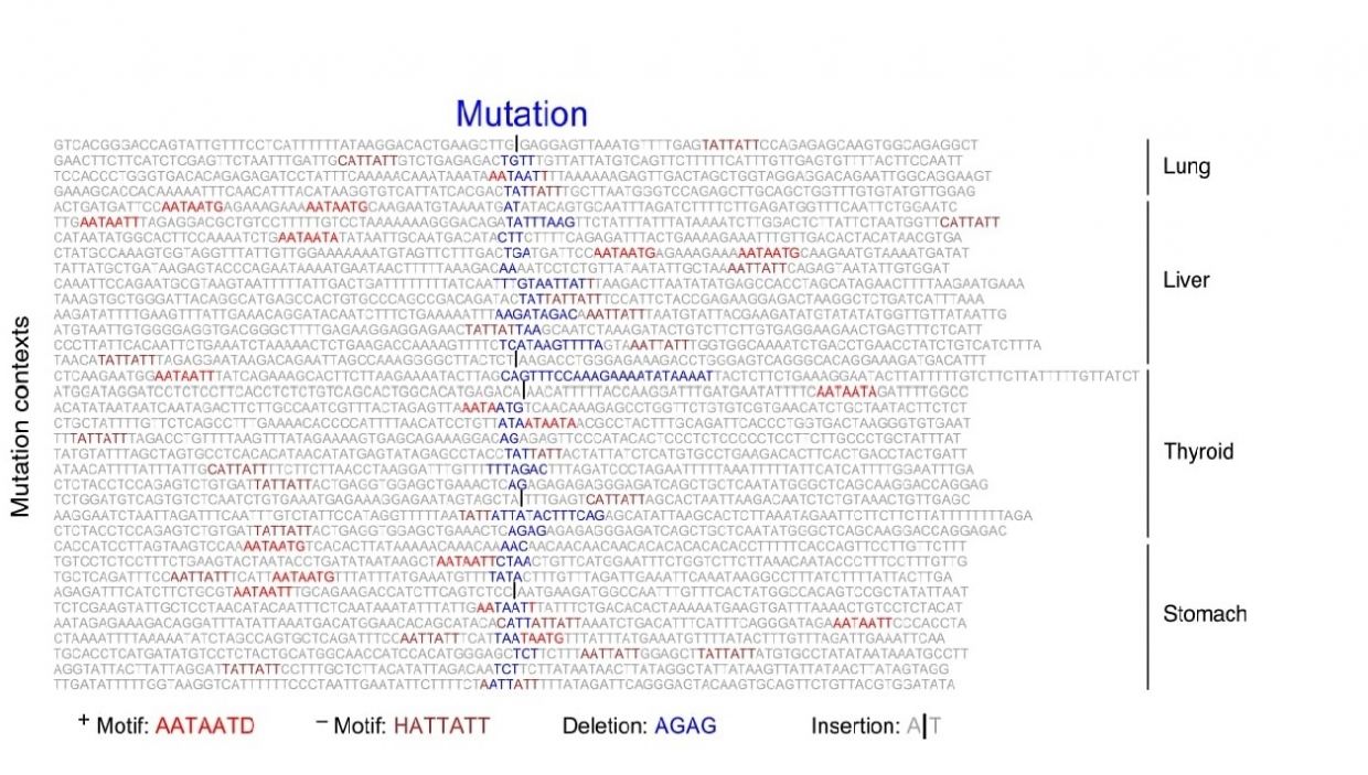This image shows genetic mutations (blue) in the context of their surrounding DNA sequence, highlighting a sequence motif (red) that Dr. Imielinski discovered.