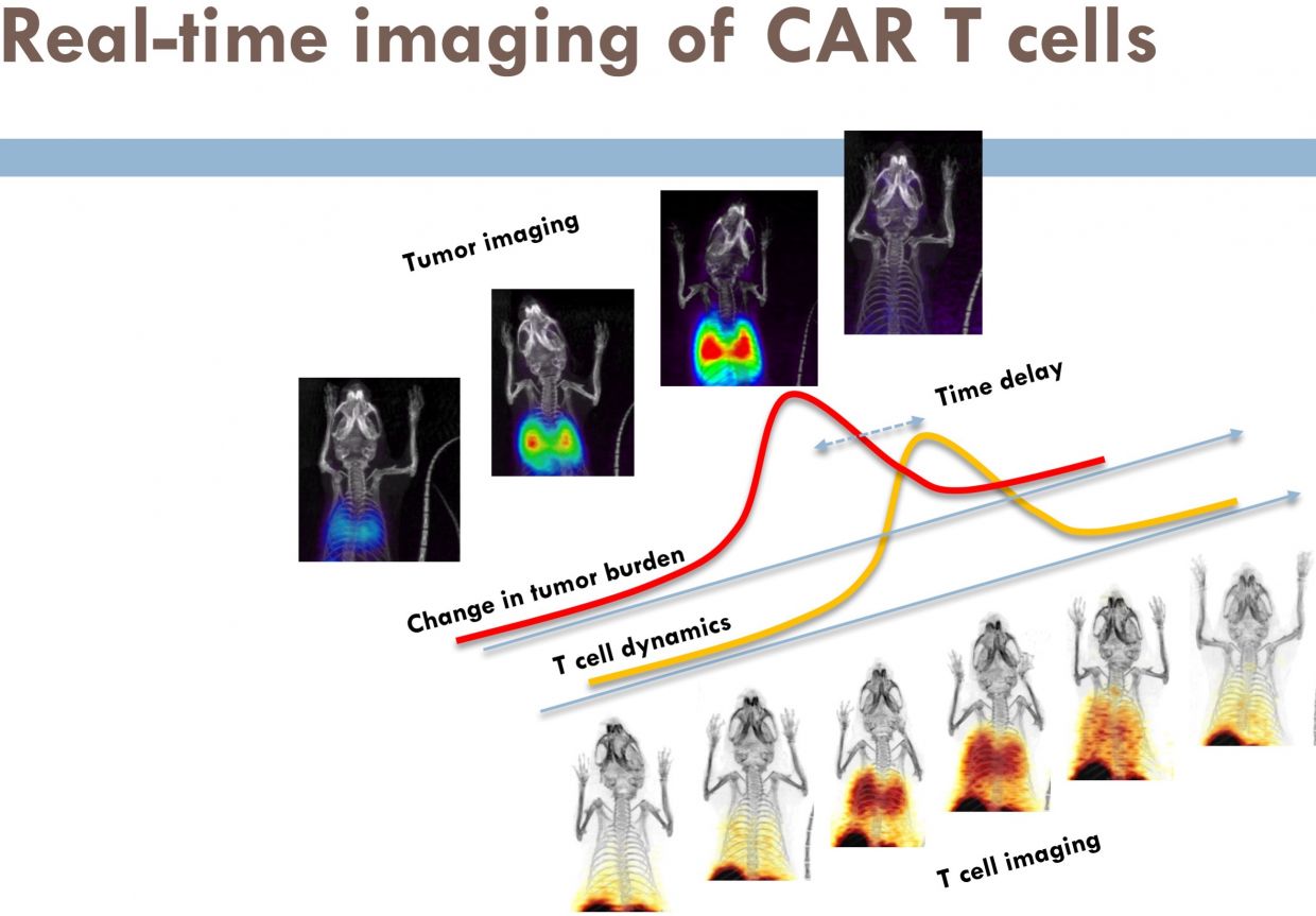 T-cell imaging technique developed by Moonsoo Jin at Weill Cornell Medicine