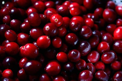 are cranberries toxic to dogs