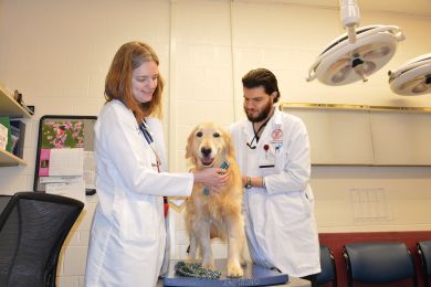 Pet dogs are patients in an ambitious lymphoma research program at Cornell