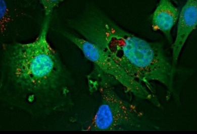 Meyer Cancer Center Cancer Genetics and Epigenetics