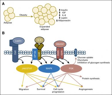 Graphic of the signaling of obesity