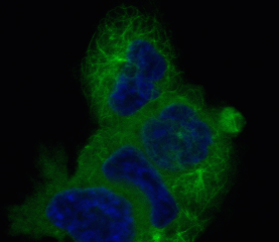 Image of depolymerizing drug