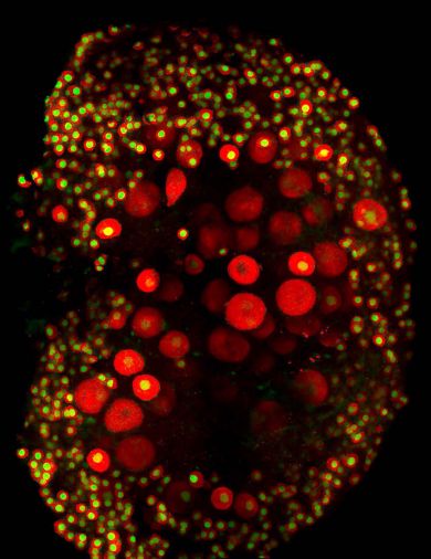 A mouse ovary with proteins specific to oocytes labelled in red and yellow. 