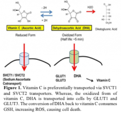 Mechanisms of Vitamin C/DHA transport in cancer cells