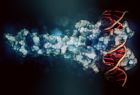 space filling model of transcription factor bound to DNA