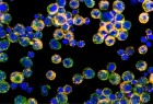 T cells able to pick up lipds