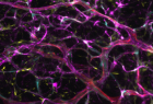 blood vessels from endothelial cells