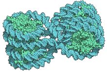 cyan strands of DNA wrapped around green histone proteins