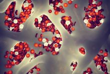 illustration of bone marrow containing different blood cells