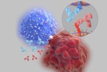 blue cell and red cell interaction blocked by blue and red antibodies