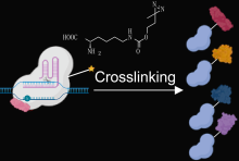 The illustration depicts part of the process where a small guide RNA delivers a protein bearing a special amino acid to the desired region. Exposure to UV light then crosslinks the amino acid to nearby proteins. Credit: Dr. Jiajun Zhu