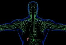 illustration of the lymphatic system
