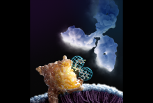 small molecule checkpoint inhibitor