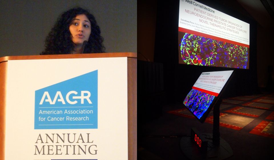 Loredana Puca presents research about prostate organoids