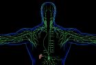 Illustration of the lymphatic system. Credit: Shutterstock